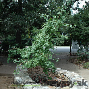 Ginko dvojlaločné Ross Moore, výška 40/60 cm, v črepníku Ginkgo biloba Ross Moore