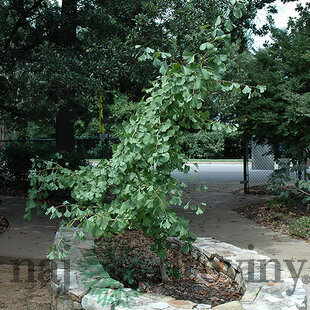Ginko dvojlaločné Ross Moore, výška 40/60 cm, v črepníku Ginkgo biloba Ross Moore