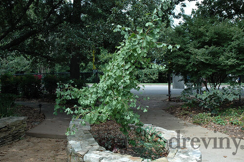 Ginko dvojlaločné Ross Moore, výška 40/60 cm, v črepníku Ginkgo biloba Ross Moore
