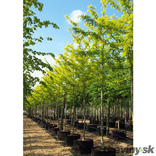 Gledíčia trojtŕňová Sunburst, na kmienku 180 cm, v črepníku Gleditsia triacanthos Sunburst