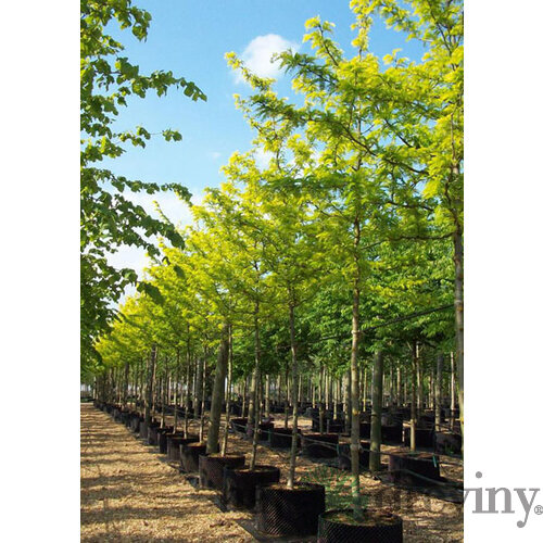 Gledíčia trojtŕňová Sunburst, na kmienku 180 cm, v črepníku Gleditsia triacanthos Sunburst