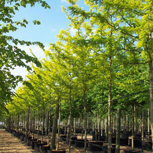 Gledíčia trojtŕňová Sunburst, na kmienku 180 cm, v črepníku Gleditsia triacanthos Sunburst