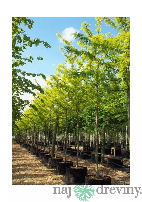 Gledíčia trojtŕňová Sunburst, na kmienku 220 cm, v črepníku Gleditsia triacanthos Sunburst