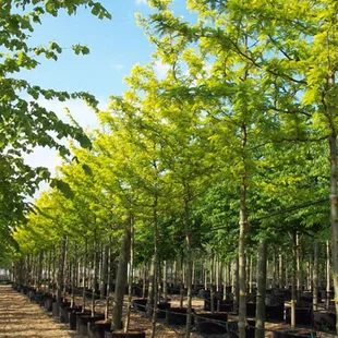 Gledíčia trojtŕňová Sunburst, na kmienku 220 cm, v črepníku Gleditsia triacanthos Sunburst