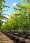 Gledíčia trojtŕňová Sunburst, na kmienku 220 cm, v črepníku Gleditsia triacanthos Sunburst
