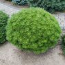 globosa