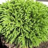 Globosa Nana