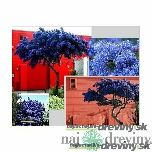 Glória /nádhera/ Repens, na špailéri, výška 60/80 cm, v črepníku Ceanothus impressus Victoria