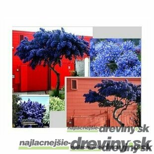 Glória /nádhera/ Repens, na špailéri, výška 60/80 cm, v črepníku Ceanothus impressus Victoria