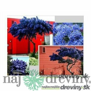 Glória /nádhera/ Repens, na špailéri, výška 60/80 cm, v črepníku Ceanothus impressus Victoria