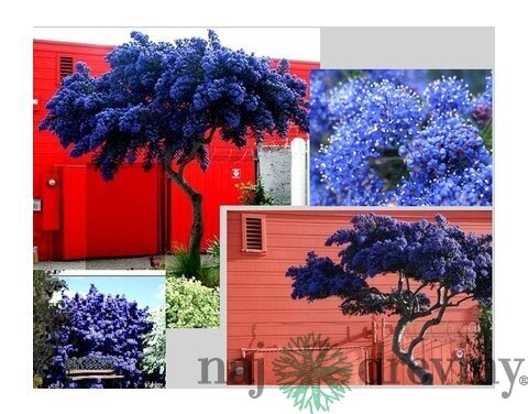 Glória /nádhera/ Repens - popínavá, výška 90/120 cm, v črepníku Ceanothus thyrs. Repens