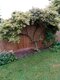 Glória /nádhera/ Snow Flurries , na špailéri výška 100 cm v črepníku 7l Ceanothus impressus Victoria