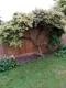 Glória /nádhera/ Snow Flurries , na špailéri výška 100 cm v črepníku 7l Ceanothus impressus Victoria