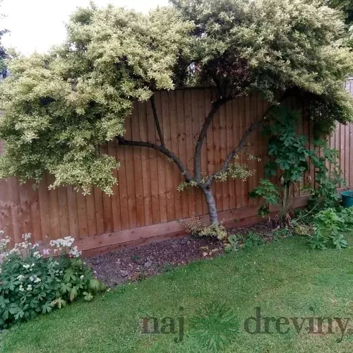 Glória /nádhera/ Snow Flurries , na špailéri výška 100 cm v črepníku 7l Ceanothus impressus Victoria