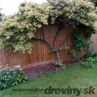 Glória /nádhera/ Snow Flurries , na špailéri výška 100 cm v črepníku 7l Ceanothus impressus Victoria