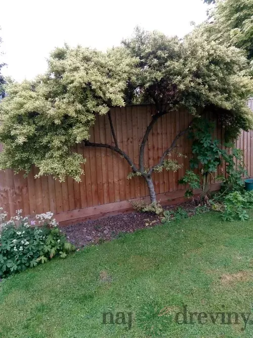 Glória /nádhera/ Snow Flurries , na špailéri výška 100 cm v črepníku 7l Ceanothus impressus Victoria