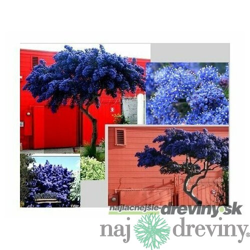 Glória /nádhera/ Versailská v črepníku Ceanothus gloire de versailles