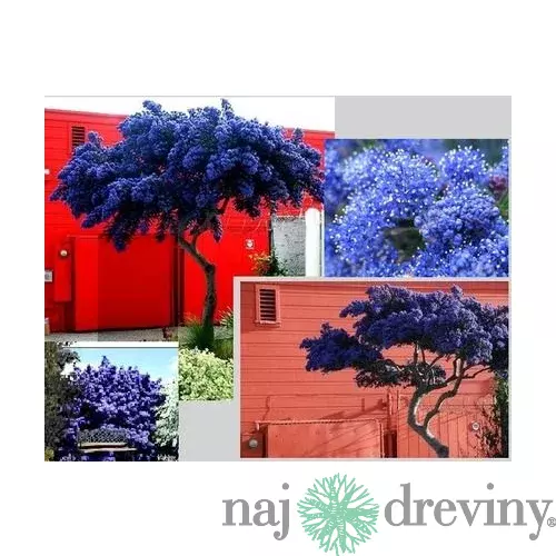 Glória /nádhera/ Versailská - Viktória na kmienku, výška 40/60 cm, v črepníku Ceanothus impressus Victoria