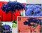 Glória /nádhera/ Versailská - Viktória na kmienku, výška 40/60 cm, v črepníku Ceanothus impressus Victoria