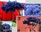 Glória /nádhera/ Versailská - Viktória na kmienku, výška 40/60 cm, v črepníku Ceanothus impressus Victoria