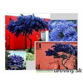 Glória /nádhera/ Versailská- Viktoria v črepníku Ceanothus gloire de versailles