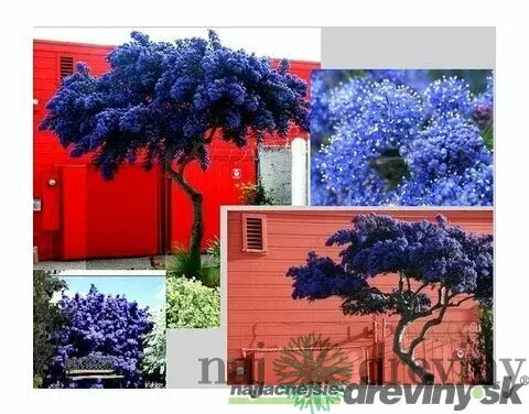 Glória /nádhera/ Versailská- Viktoria v črepníku Ceanothus gloire de versailles
