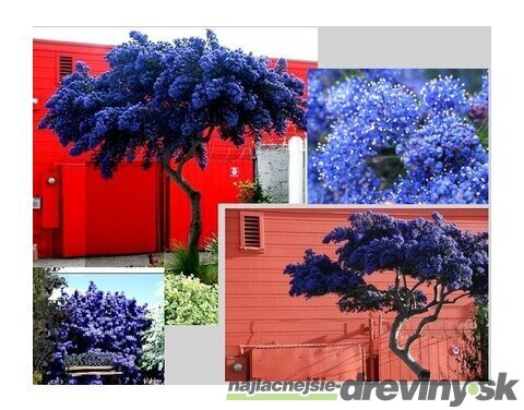 Glória /nádhera/ Versailská, výška 40/60 cm, v črepníku 10l Ceanothus gloire de versailles