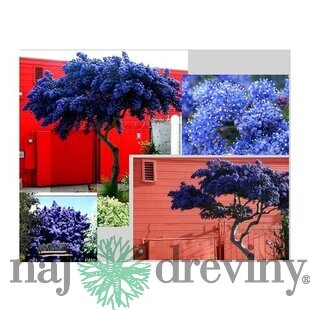 Glória /nádhera/ Versailská, výška 40/60 cm, v črepníku 10l Ceanothus gloire de versailles