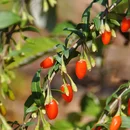 Goji