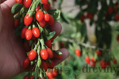 Goji (kustovnica čínska) Little Goji, výška 40/60 cm, v črepníku Lycium Barbarum