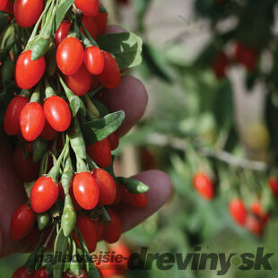 Goji (kustovnica čínska) Little Goji, výška 40/60 cm, v črepníku Lycium Barbarum