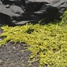 Golden carpet