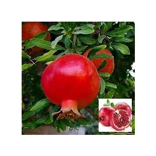 Granátové jablko (Granátovník), výška 100/125 cm, v črepníku 10l Punica granatum