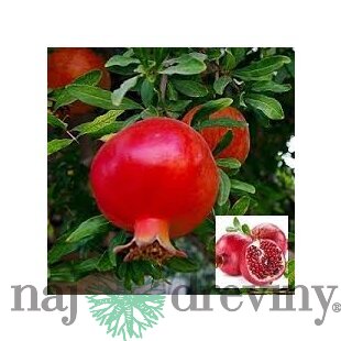 Granátové jablko (Granátovník), výška 100/125 cm, v črepníku 10l Punica granatum