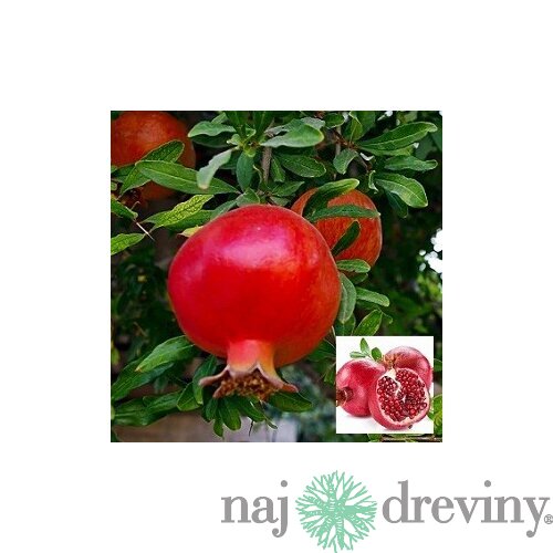 Granátové jablko (Granátovník), výška 55/75 cm, v črepníku Punica granatum