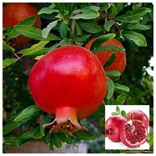 Granátové jablko (Granátovník), výška 55/75 cm, v črepníku Punica granatum