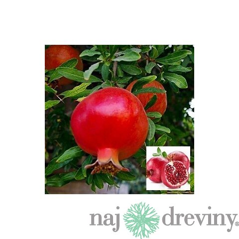 Granátové jablko (Granátovník), výška 55/75 cm, v črepníku Punica granatum