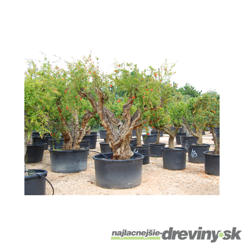 Granátové jablko rodiace XXXXL (Granátovník bonsaj) 250/350 cm, v črepníku Punica granatum
