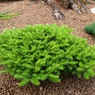 green carpet