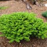 green carpet