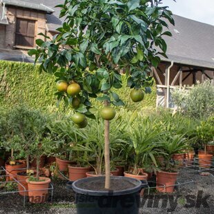 Grep - grapefruitovník, už rodiaci, štepený, na kmienku 100/120 cm, v črepníku 3l Citrus paradisi