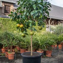 Grep - grapefruitovník, už rodiaci, štepený, na kmienku 100/120 cm, v črepníku 3l Citrus paradisi