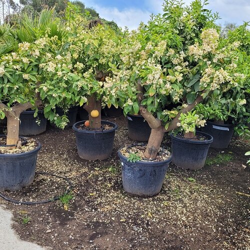 Grep - grapefruitovník XXL bohato rodiaci 20 ročný , v črepníku 100l Citrus sinensis
