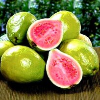 Guavaja jablková - žltá, výška 60/80 cm, v črepníku Psidium guajava Limon