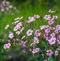 Gypsomilka plazivá ružová, v črepníku Gypsophila repens. Rose
