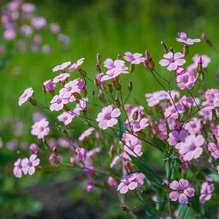 Gypsomilka plazivá ružová, v črepníku Gypsophila repens. Rose
