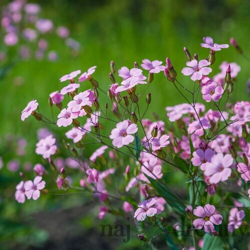 Gypsomilka plazivá ružová, v črepníku Gypsophila repens. Rose
