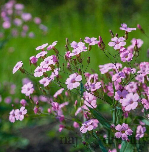 Gypsomilka plazivá ružová, v črepníku Gypsophila repens. Rose