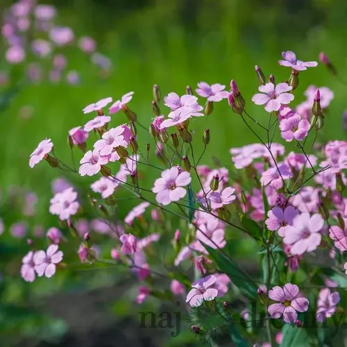 Gypsomilka plazivá ružová, v črepníku Gypsophila repens. Rose
