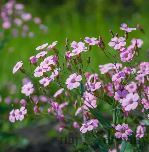 Gypsomilka plazivá ružová, v črepníku Gypsophila repens. Rose